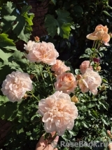 Sangerhauser Jubilaumsrose