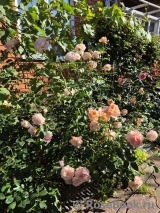 Sangerhauser Jubilaumsrose