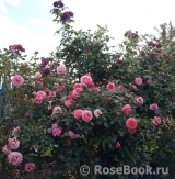 Persian Mystery Persian Mystery