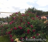 William Shakespeare 2000