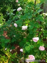 Mayor of Casterbridge 