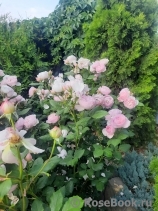 Ancient Mariner, The