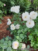 William and Catherine