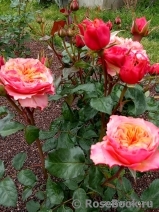 Kensington Gardens Kensington Gardens