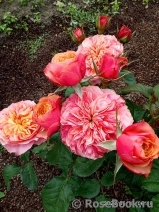 Kensington Gardens Kensington Gardens