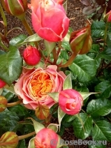 Kensington Gardens Kensington Gardens