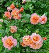 Augusta Luise Augusta Luise