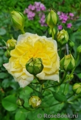 Sterntaler Sterntaler