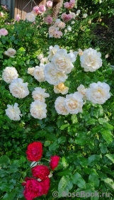 Lyudmila Людмила