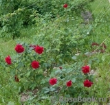 Etoile de Hollande Cl.