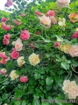 Cyclamen Pierre de Ronsard