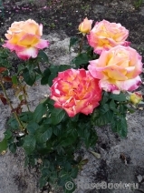 Pullman Orient Express 