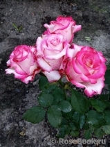 Deep Water ® Deep Water ®