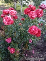 GP Brownie GP Brownie