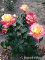 Pullman Orient Express 