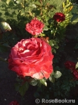 GP Brownie GP Brownie