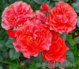 Lady of Belgrade Lady of Belgrade