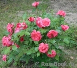 Pernille Poulsen Pernille Poulsen