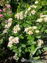 See You in Purple ®