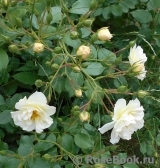 Schneekonigin Schneekonigin