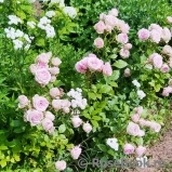 Pink Hit ® Pink Hit ®