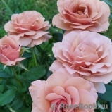 Mokarosa ® Mokarosa ®