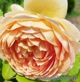 Golden Celebration® Golden Celebration®