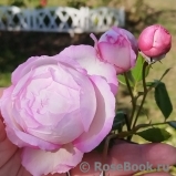 The Mill on the Floss The Mill on the Floss