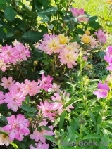 Baby Masquerade Baby Masquerade