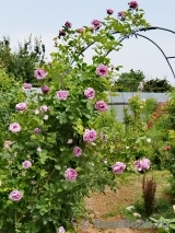 Indigoletta Indigoletta