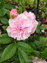 Rosa Romantic Siluetta