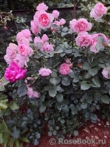 Souvenir de Louis Amade