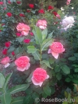 Mademoiselle Meilland