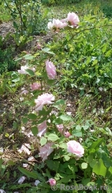 Nina von Stauffenberg Nina von Stauffenberg