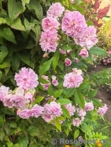 Rosa Romantic Siluetta