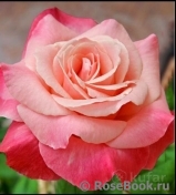 ОПРЕДЕЛИТЕЛЬ