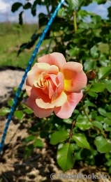 Peach Melba ® Peach Melba ®