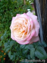 ОПРЕДЕЛИТЕЛЬ