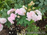 Rosa Romantic Siluetta