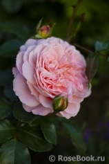 Sangerhauser Jubilaumsrose