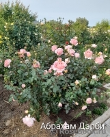 Abraham Darby
