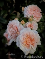 Rose de Tolbiac ®