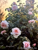 Rose de Tolbiac ®