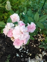 Rosa Romantic Siluetta