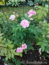 Rosa Romantic Siluetta