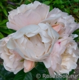 Jardin des Tuileries