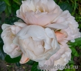 Jardin des Tuileries