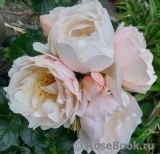 Jardin des Tuileries