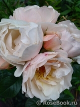 Jardin des Tuileries