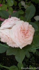 Claire Rose Claire Rose